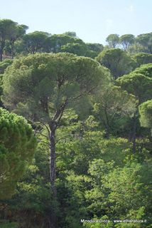 Pineta di Graniti
